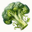 Broccoli, vegetable, watercolor illustration, single object, white background for removing background.