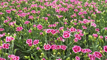 Wall Mural - Dianthus caryophyllus pink flowers , commonly known as the carnation or clove pink. Flowers for the garden