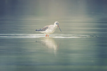 Wall Mural - Dreamy image of a spotted redshank (Tringa erythropus), small wader looking for food inside a lagoon. Nature reserve of the Isonzo river mouth, Isola della Cona, Friuli Venezia Giulia, Italy.