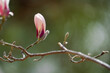 buds of magnolia. magnolia flowers in spring.	