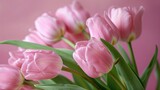 Fototapeta Tulipany - Monochromatic pink tulip arrangement for Mother's Day banner 