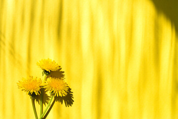 Wall Mural - Three dandelion flowers on a bright yellow background. simple design. light shadow drawing	