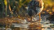 Bird drinking water from a pond, suitable for nature and wildlife themes