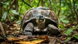 A Madagascar Tortoise, a large turtle species, slowly makes its way through a dense forest filled with fallen leaves. The turtles shell contrasts against the earthy tones of the forest floor as it nav