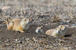 Prairie Dogs in their burrow.