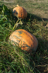 Wall Mural - Two Warty Sunset Pumpkins - deep red fruit lying on the grass. Beautiful and mottled skin texture. There is green and dry grass around.