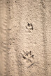 © Liubov Kartashova - Footprints in the sand. Wolf footprints