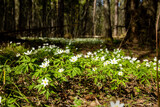 Fototapeta Las - White anemone flowers in spring forest. Spring nature background. Beautiful nature landscape. Glade of anemone nemorosa.