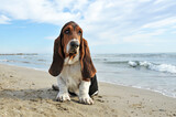 Fototapeta Koty - basset hound on the beach
