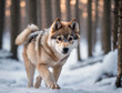 Young puppy Wolf in a snow covered forest.
