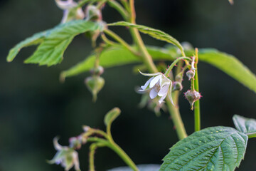 Wall Mural - White raspberry flower blooms on a branch outdoors in the garden in summer