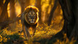 © Curva Design - male lion walking on the african grassland, dappled sunlight filtering through the trees.