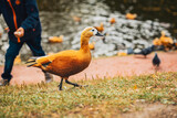 Fototapeta Młodzieżowe - Duck is walking on grass near pond against backdrop of blurred people. Autumn, leaf fall