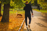 Fototapeta Młodzieżowe - Man, back view, is walking his dog on a sidewalk. Autumn, leaf fall concept