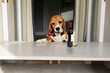 funny beagle dog thinking with a smoking pipe in his mouth