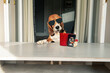 happy beagle dog runs his social media account