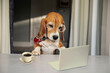 cute beagle dog looking at laptop with cup of coffee on table