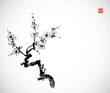 Ink painting with plum blossom branch. Traditional oriental ink painting sumi-e, u-sin, go-hua with sakura branch on white background Hieroglyph - bloom.