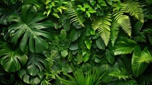 Green Tropical Background With Jungle Plants. Background Of Fern Leaves. Exotic Background Of Leaves Of Fern Or Bracken