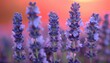 Lavender field at sunset. Closeup of lavender plant blooming under the sun during summertime. Purple flowers from aromatic plant lavender. Lavender and sunset