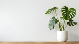 Fototapeta  - Beautiful monstera flower in a white pot stands on a wooden table on a white background. The concept of minimalism. Hipster scandinavian style room interior. Empty white wall and copy space