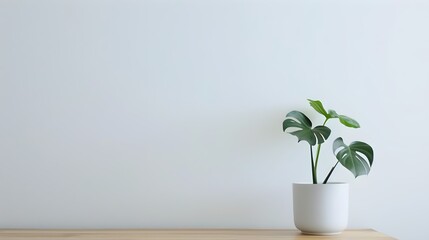 Wall Mural - Beautiful monstera flower in a white pot stands on a wooden table on a white background. The concept of minimalism. Hipster scandinavian style room interior. Empty white wall and copy space