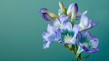 Fototapeta  - Blue freesia flowers isolated against a green background