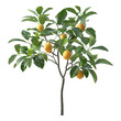 © Pornnapha - lemon tree branch isolated on transparent background