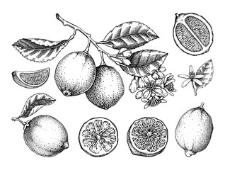 lime fruit sketches set. citrus tree branch, fruit, leaves and flowers. hand-drawn vector illustrati