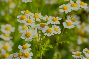 Closeup of Tanacetum parthenium, known as feverfew, is a flowering plant in the daisy family, Asteraceae.