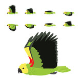 Fototapeta Pokój dzieciecy - Bird Parrot Yellow-Headed Amazon Flying Animation Sequence Cartoon Vector
