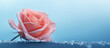 A pink rose with water drops on a blue background.