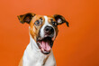 Dog looking surprised, reacting amazed, impressed or scared over solid orange background