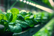 Vertical Farming Rack with Green Spinach Growing in Hydroponics System. LED Lamps Producing Ultraviolet Artificial Sunlight. Modern Agriculture Technology with Efficient Use of Renewable Energy.