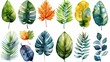 Watercolor collection of leaves of various plants and trees, presented in a variety of green and blue shades
concept: botany, growing plants and flowers, wildlife