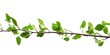 A close-up of a tree branch with green leaves. Suitable for nature and eco-related projects