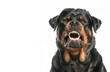 Black angry rottweiler