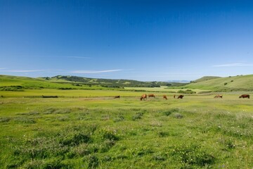 Wall Mural - A herd of cattle peacefully grazing on a vibrant green hillside