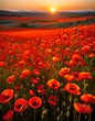 field of red poppies at sunset on mountains and open landscape, concept for for Anzac day or remembrance day or memorial day