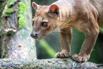 The fossa (Cryptoprocta ferox) is resting on the tree. 
A cat-like,  the largest mammalian carnivore on the island of Madagascar.