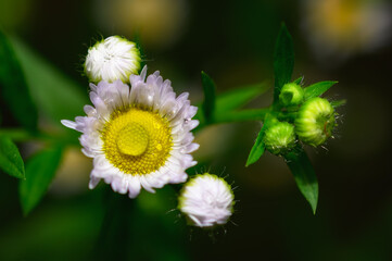 Wall Mural - the morning after a spring rain has fallen. a large waterdrop sits atop a wild daisy growing in our 