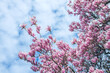 Blühender Magnolienbaum vor blauem Himmel mit Wolken