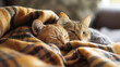 Two serene cats enjoy a tranquil nap together, wrapped in the warmth of a plaid blanket, cozy concept