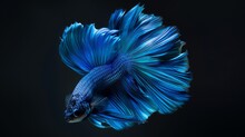 The Moving Moment Beautiful Of Blue Siam Betta Fish On Black Background