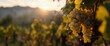 Golden hour in the rural sunlit vineyard with ripe grapes ready for harvest. Golden sunlight peeks through a lush vineyard, illuminating ripe grapes ready for harvest
