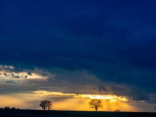 Wall Mural - Kahler Baum bei Sonnenuntergang