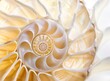 © Svetlana - An amazing fibonacci pattern in a nautilus shell
