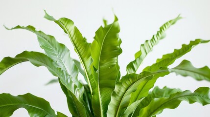Wall Mural - Close up of young Bird's nest fern leaves on white background. (Asplenium nidus)