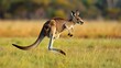 A kangaroo is running through a field of grass. Concept of freedom and energy as the kangaroo leaps through the open space