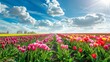 A field filled with vibrant pink and yellow tulips stretches out under a clear blue sky. The flowers are in full bloom, creating a colorful and picturesque scene.